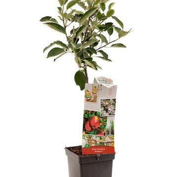 Appel Braeburn container (P18) Wit, Verzenden