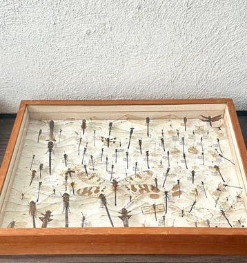 No reserve-Grote wetenschappelijke entomologische collectie, Nieuw