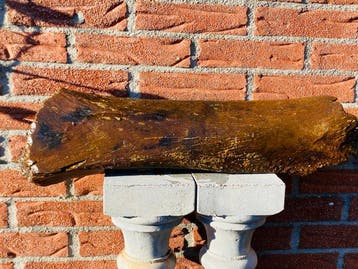 Wolharige mammoet - Fossiel dijbeen - 58 cm - 19 cm (Zonder, Verzamelen