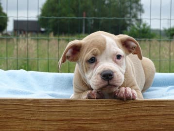 Old English Bulldog pups!  | Hartelijk Welkom.!, Parvo, Nederland, 8 tot 15 weken, Bulldog