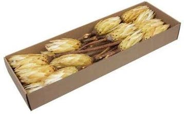 Protea Repens Naturel Cream Creme doos 24 stuks, Ophalen of Verzenden, Nieuw