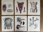 P. S. Duval (XIX) - A Series of Anatomical Plates,