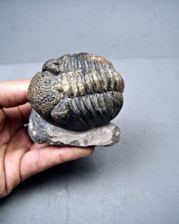 Trilobiet - Gefossiliseerd dier - Phacops Noir enrollado de