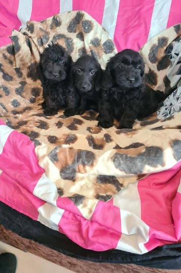 Kleine doxiepoo puppies! (Dwergteckeltje x poedel), Dieren en Toebehoren, Parvo, 8 tot 15 weken, Meerdere, Nederland
