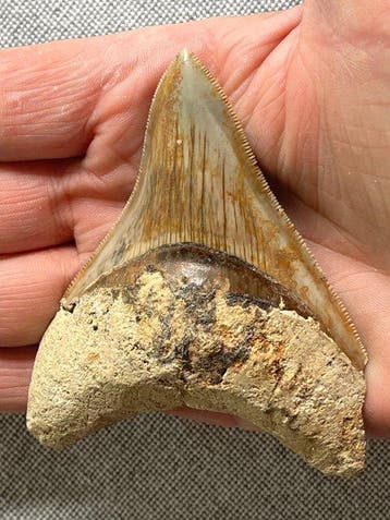 Megalodon tand 9,1 cm - Fossiele tand - Carcharocles