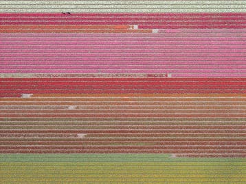 Bernhard Lang - AV_Tulip_Fields_035 - XXL, Antiek en Kunst