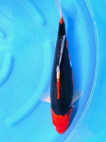 HQ Beni Kumonryu van Ikarashi 38cm (Japanse Koi), Karper of Koi