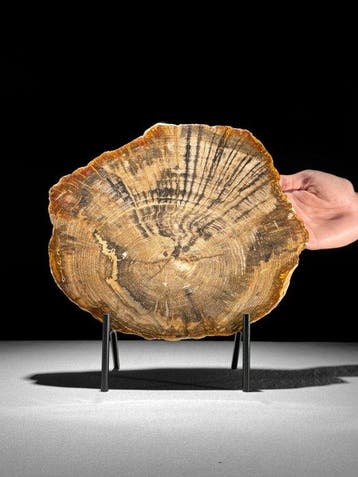 Prachtige schijf versteend hout op een op maat gemaakte