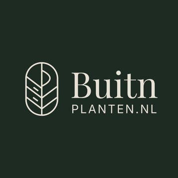 Laurier Novita 60 tot 225cm met kluit smalle haag, Tuin en Terras, Verzenden, Laurier, Haag, 100 tot 250 cm