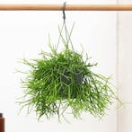 Green Bubble - Rhipsalis Heteroclada hangpot - 25 cm, Ophalen of Verzenden