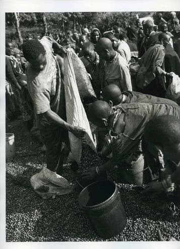 Ivo Saglietti - Tanzania Raccolta del caffè
