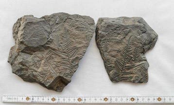 Varen - Gefossiliseerde plant - Callipteridium pteridium -