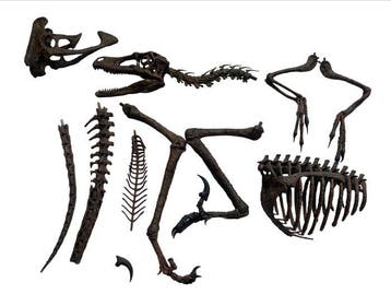 Dinosaurus Volledig skelet met schedel - Velociraptor 123D