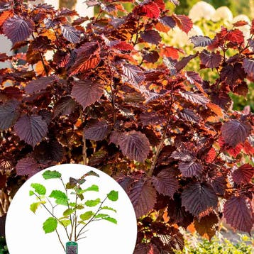 Hazelaar ‘Purpurea’ (Purperblad) container (19), Verzenden