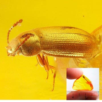 Amber - Barnsteen - Bettle - 18 mm - 7 mm