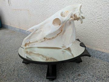 Paard Schedel - Equus ferus caballus (Non-CITES) 60cm -, Nieuw