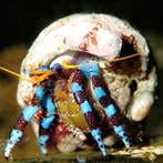 Calcinus Elegans (Blauwe heremietkreeft), Ophalen of Verzenden, Nieuw