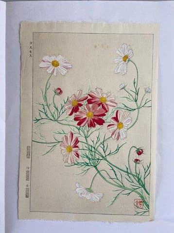 Cosmos - Kawarazaki Shodo1899-1973 - Japan (Zonder