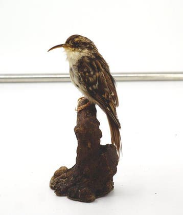 Rampichino Taxidermie volledige montage - Certhia, Nieuw