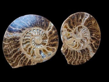 Ammoniet - Gefossiliseerde schelp - 23 cm - 21 cm