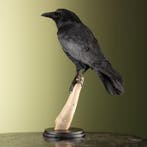 Kraai Taxidermie Opgezette Dieren By Max, Verzamelen, Dierenverzamelingen, Ophalen of Verzenden, Nieuw, Vogel, Opgezet dier