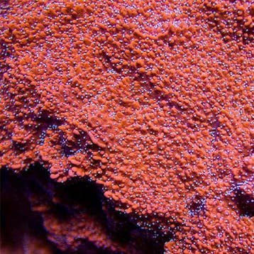 Montipora Snow Cap Frag (Ong. 2-3 cm), Ophalen of Verzenden, Nieuw