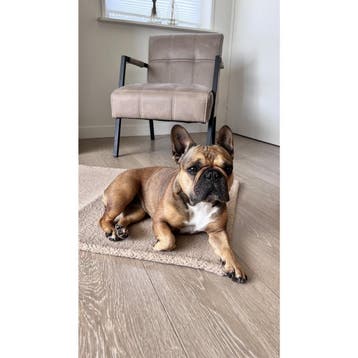 TEDDY - REISDEKEN CRÈME, Verzenden, Nieuw