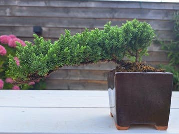 Jeneverbes bonsai (Juniperus) - Hoogte (boom): 10 cm -