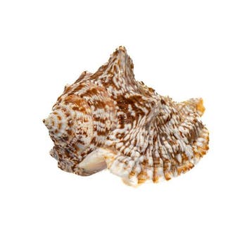Verzamelingsslak Strombius raninus / Taxidermie volledige, Antiek en Kunst