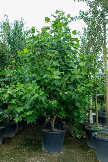 Liriodendron tulipifera meerstammig 350-400, Tuin en Terras
