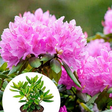 Rhododendron catawbiense Grandiflorum container (P23), Verzenden, Overige soorten, Volle zon