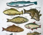 Matthäus Merian (b.1593) Hand coloured folio: Fish, Carp,