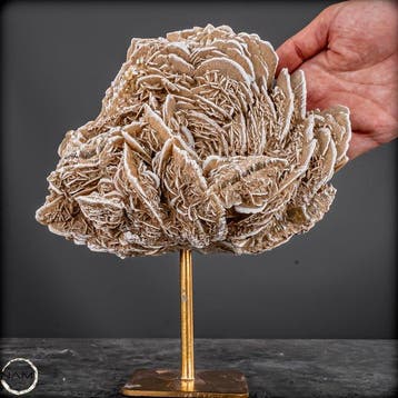 Droomachtige woestijnroos uit Mexico – Natuurlijke sculptuur