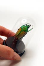 kever Taxidermie volledige montage - Eudicella aurata - 6 cm, Nieuw