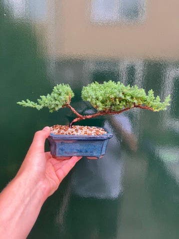 Jeneverbes bonsai (Juniperus) - Hoogte (boom): 12 cm -
