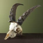 Steenbok Ibex Schedel Taxidermie Opgezette Dieren By Max, Ophalen of Verzenden, Nieuw, Wild dier, Schedel