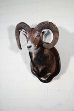 Large Mouflon head-mount Taxidermie wandmontage - Ovis a., Nieuw