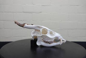Reeves Muntjac fullSkull Schedel - Muntiacus reevesi - 12, Verzamelen, Nieuw