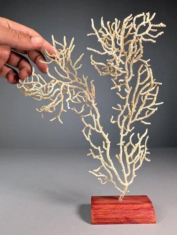 Decoratieve gorgonie op rots Taxidermie volledige montage -, Nieuw