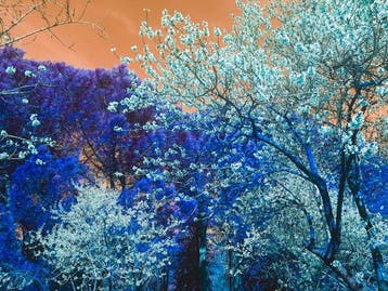 Viet Ha Tran - Nature and Seasons II