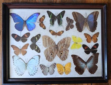 Vlinder Taxidermie volledige montage - Morpho, Caligo... -, Nieuw