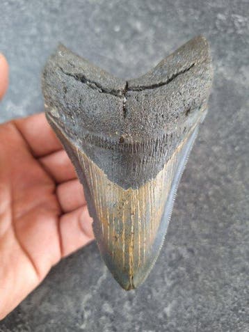 Megalodon - Fossiele tand - 11 cm - 6.8 cm