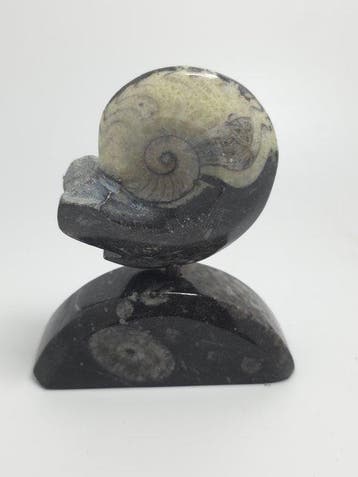 Ammoniet - Gefossiliseerd dier - Polished ammonite fossil on