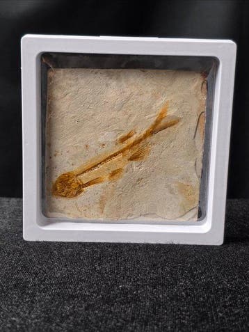 Vis - Gefossiliseerd dier - Lycoptera - 11 cm (Zonder