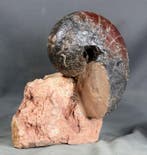 Fijn nautiloïde op een zelfstandig staande steen - Twee, Verzamelen, Mineralen en Fossielen