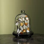 Vlinders in Stolp Taxidermie Opgezette Dieren By Max, Ophalen of Verzenden, Nieuw, Insect, Opgezet dier