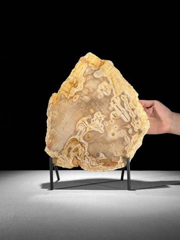 Prachtige plak versteend hout op een maatwerk standaard. -