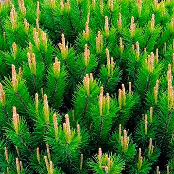 Pijnboom Tuincollectie – 3 Planten Coniferen, Verzenden, Conifeer, Struik