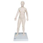 Acupunctuur en meridianen model (vrouw, 70 cm), Nieuw