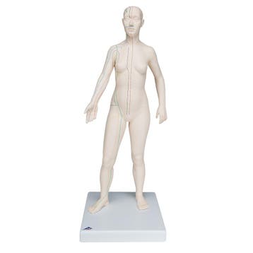 Acupunctuur en meridianen model (vrouw, 70 cm), Nieuw